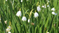 Göl soğanını koparana araba fiyatında ceza