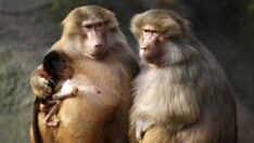 Güney Afrika’da donanma, babun terörüne savaş açtı