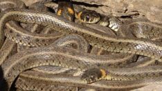 Hakkari’de korkutan manzara! Brezilya’daki Yılan Adası’nı andırıyor