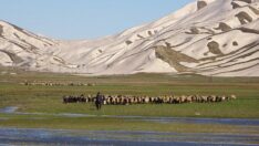 Hakkari’de yeşeren meralar koyun sürüleriyle şenlendi
