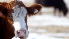 Hayvanların çıkardığı gazların küresel ısınmaya etkisi uydularla tespit edildi