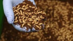 İklim krizine çözüm: Et yerine böcek proteini…