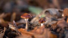 İnanılmaz araştırma: Mantarlar birbirleriyle konuşabiliyor ve 50 kelimeye kadar anlayabiliyor