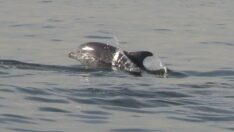 İstanbul’da yunus balıkları görsel şölen oluşturdu