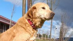 İstanbullu dostlar yeni yuvalarına kavuşuyor