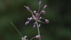 ‘İzmir Soğanı’ bilim dünyasıyla tanıştı