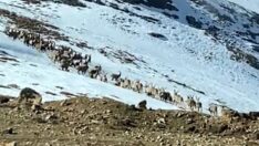 Kaçak avcılık engellendi, dağ keçisinin sayısı arttı