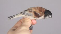 Karabaşlı çulha, Türkiye’de ilk kez görüldü