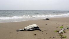Karadeniz’de kuş ölümleri devam ediyor!