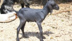 Kardeşi doğumda öldü, kendisi tüysüz doğdu!