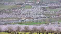 ‘Kayısı cenneti’ Malatya çiçeklerle beyaza büründü