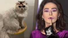 Kedisinin tüylerine kına yakan Yıldız Tilbe’ye tepki yağdı