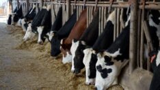 Kesime giden hayvan sayısında korkutan artış…