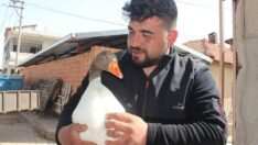 Kesmek için aldığı kaz can dostu oldu