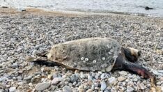 Kolu kopan caretta carettanın ölüsü karaya vurdu