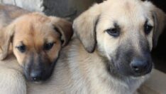 Köpekler insanları manipüle ediyormuş