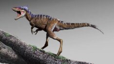 Korkutucu dinozor Trex’in neden kısa kollara sahip olduğu ortaya çıktı