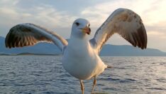 ‘Martı Osman’, Balıkçı Yusuf’u avda hiç yanlız bırakmıyor