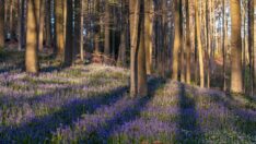 “Mavi Orman” görenleri kendine hayran bırakıyor