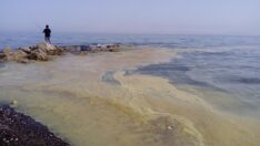 Mersin’de arı ölümleri; denizde sarı polen tabakası oluştu