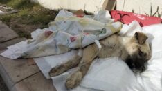 Minik dosta hastane kapısında acil müdahale