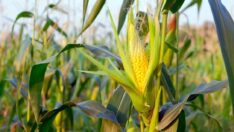 Mısır fiyatları 10 yılın zirvesinde