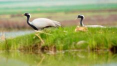 Nesli tehlike altındaki telli turna çifti, aynı yerde yuvalandı