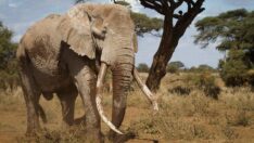 Nesli tükenmekte olan fil 735 bin TL’ye avlandı