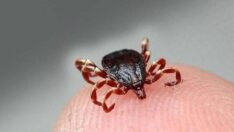 Ölümcül kene vakaları görülmeye başlandı