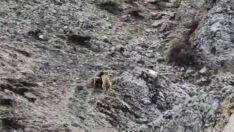 Oyun oynayan yavru ayılar kamerada