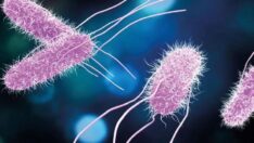 Prof. Dr. Besler: Okul kantinleri salmonella virüsüne karşı denetlenmeli