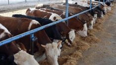 Rekabet Kurumu yem şirketlerine 160 milyon TL ceza kesti