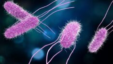 Salmonella nedir? Salmonella virüsü belirtileri ve tedavisi nedir?