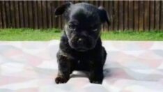 Şaşırtıcı olay: İnternetten alınan köpeğin cinsi büyüyünce değişti