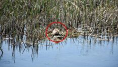Sayıları giderek artıyor! Edirne’de üç türü yok ettiler