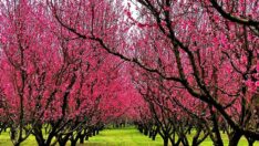 Şeftali bahçeleri pembeye büründü