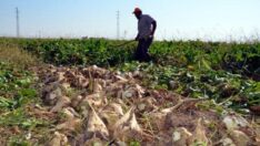 Şeker pancarı üreticileri: Dayanacak gücümüz kalmadı