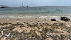 Sinop sahilinde yine kara gerdanlı dalgıç ölümleri