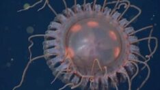 Sıra dışı bir denizanası türü bulundu