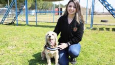 Süs köpeğiydi, hassas burun oldu