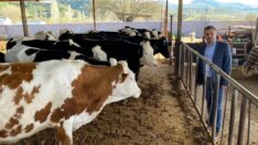 Süt ve süt ürünlerine büyük zam endişesi