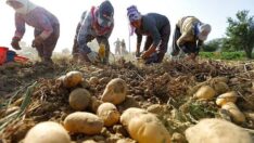 TarımdakI çöküş TMO raporundan çıkf