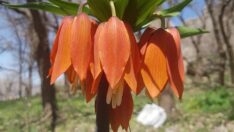 Ters laleyi koparmanın cezası 109 bin lira