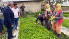 Tütün üreticisinin zarar endişesi