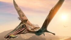 Uçan sürüngenlerle ilgili bir gizem daha çözüldü