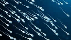 Uzmanlar açıkladı: Sağlıklı sperm için bu besinlerden uzak durun, torunlarınızı da etkileyebilir
