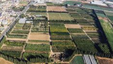 Yanan ormanlar için İzmir’den iki milyon fidan