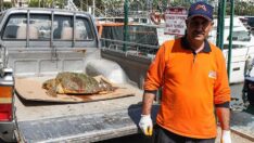 Yaralı bulduğu caretta carettayı hastaneye yetiştirdi