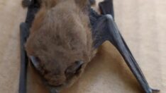 Yaşlı çiftin evine giren cüce yarasa koruma altına alındı