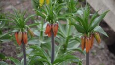 Yılda sadece 20 gün açıyor! Koparmanın cezası 70 bin lira